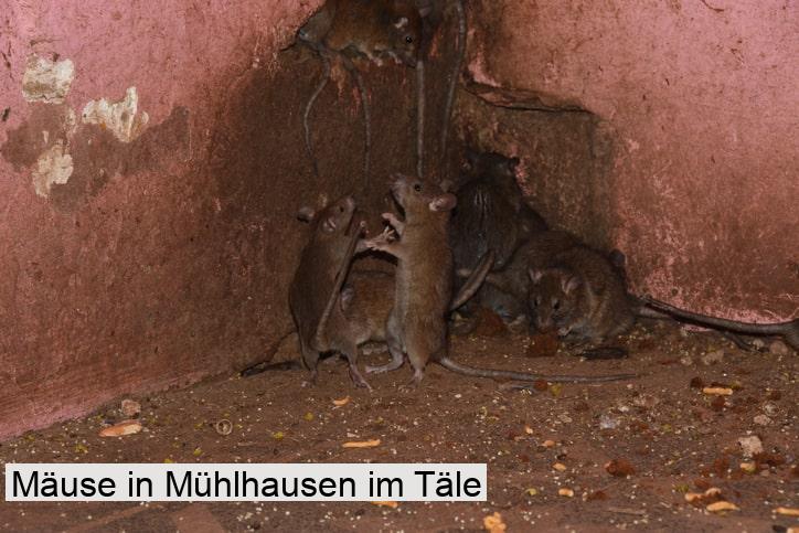 Mäuse in Mühlhausen im Täle